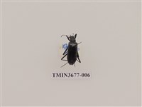 藏品(偽步行蟲)的圖片